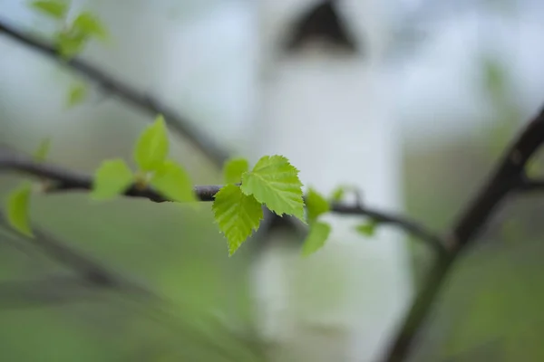 Молоде Яскраво Зелене Весняне Листя Берези — стокове фото