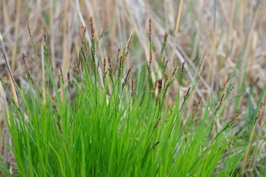 Parlak yeşil ilkbahar çimenleri
