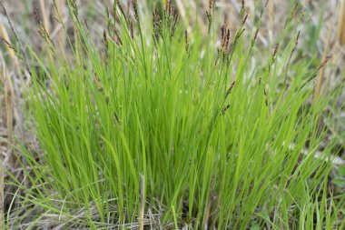 Parlak yeşil ilkbahar çimenleri