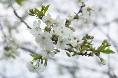 Doğal bulanık arkaplanda çiçek açan kiraz dalı