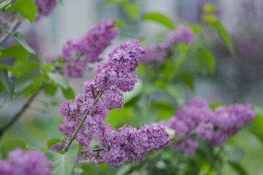Bokeh efektli bulanık bir arka planda bahar çiçekli leylak.