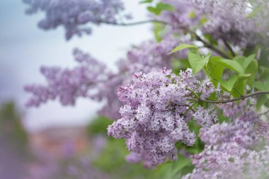 Bokeh efektli bulanık bir arka planda bahar çiçekli leylak.