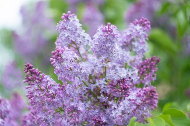 Bokeh efektli bulanık bir arka planda bahar çiçekli leylak.