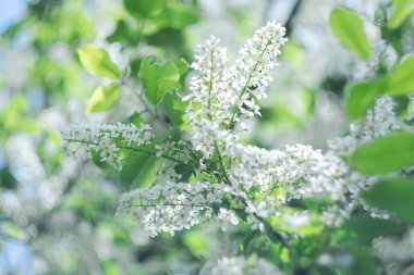 Doğal bulanık arkaplanda çiçek açan kiraz dalı