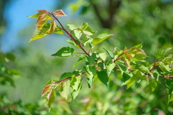 Весенний Абрикос Листья Естественном Фоне Солнечный День — стоковое фото