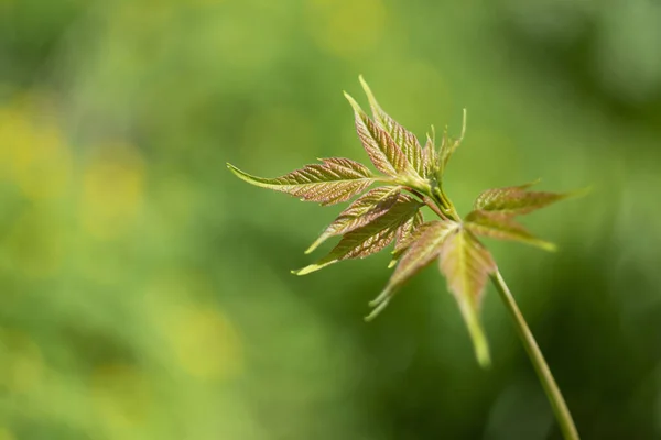 Φύλλα Ελατηρίου Φυσικό Φόντο — Φωτογραφία Αρχείου