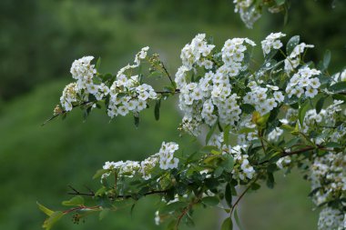 İlkbaharda yağmurlu havada yasemin çiçek açar.