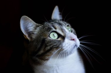 Çok güzel bir evcil kedi..