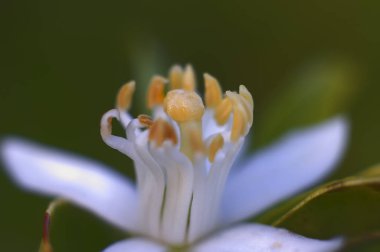 Valensiyalı meyve bahçesinde bir portakal çiçeğinin Macro 'su.