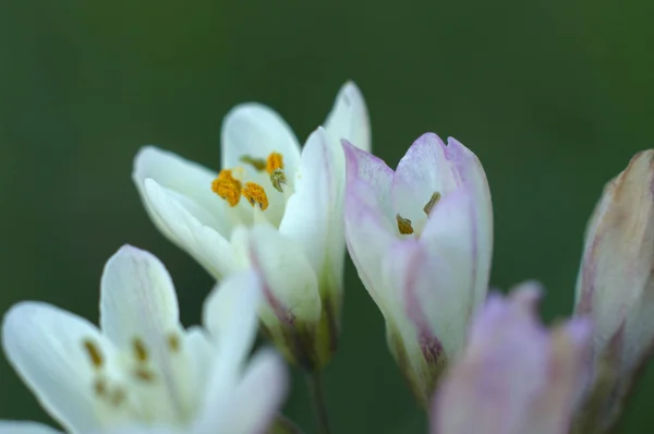 Makro Några Vilda Vitlök Blommor Trädgården — Stockfoto