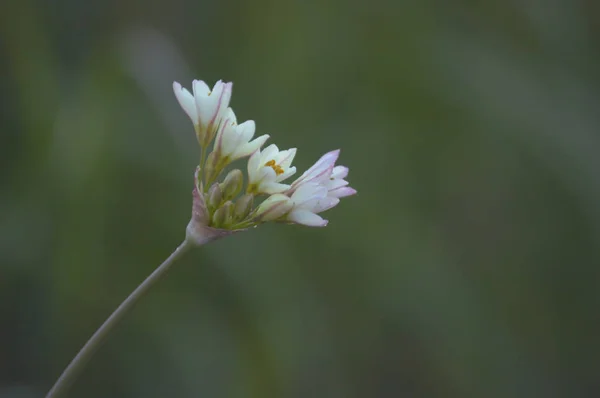 Macro Algumas Flores Alho Selvagem Jardim — Fotografia de Stock