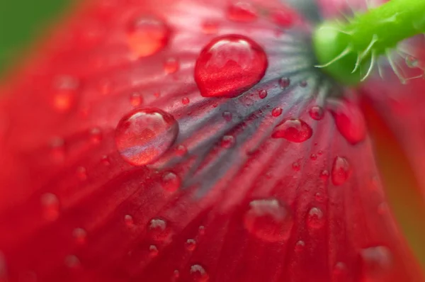 Macro Papoula Com Gotas Água Após Chuva — Fotografia de Stock