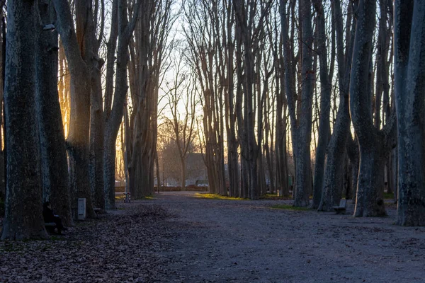 Girona, İspanya ve Katalonya 'daki Devas (La Devesa Park) parkındaki ağaçların arasından geçen batan güneşin ışınları