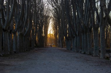 Girona, İspanya ve Katalonya 'daki Devas (La Devesa Park) parkındaki ağaçların arasından geçen batan güneşin ışınları
