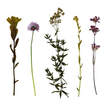 Kurumuş yabani çiçekler ve beyaz arka planda izole edilmiş bitkiler. Botanik koleksiyonu