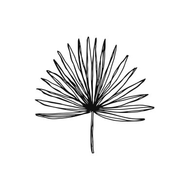 El yapımı palmiye yaprağı. Siyah mürekkep çizimi beyaz arkaplanda izole edilmiş. Vektör