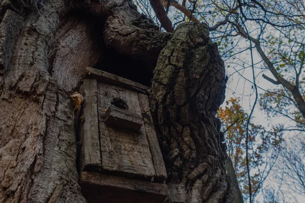 Antigua pajarera en el bosque en un día de otoño. Antecedentes Primer plano —  Fotos de Stock
