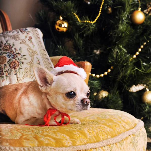 Pies młody chihuahua beżowy w Santa hat — Zdjęcie stockowe