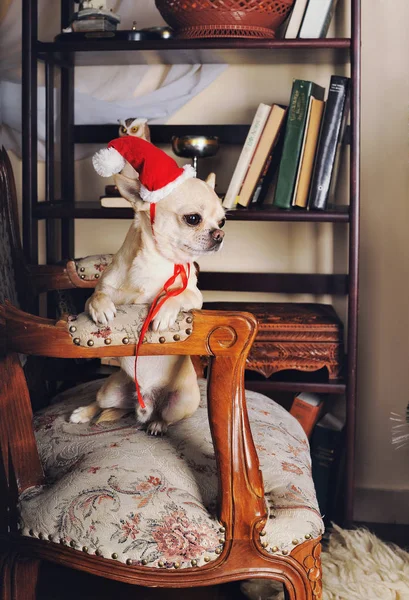 Chihuahua cane indossa un cappello rosso Babbo Natale seduto sulla poltrona — Foto Stock