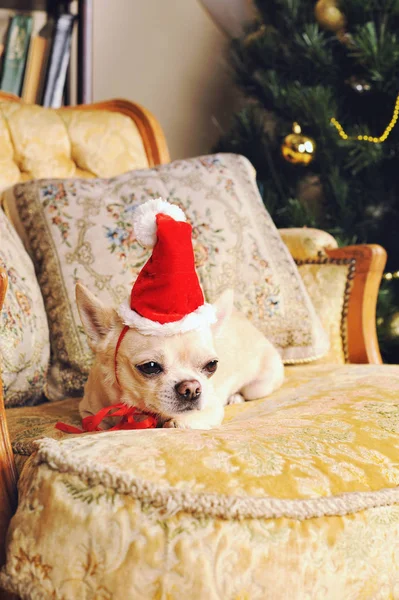 Σκυλί Chihuahua λαμβάνει ένα υπόλοιπο σε vintage πολυθρόνα με μαξιλάρια, Χριστουγεννιάτικη διακόσμηση — Φωτογραφία Αρχείου