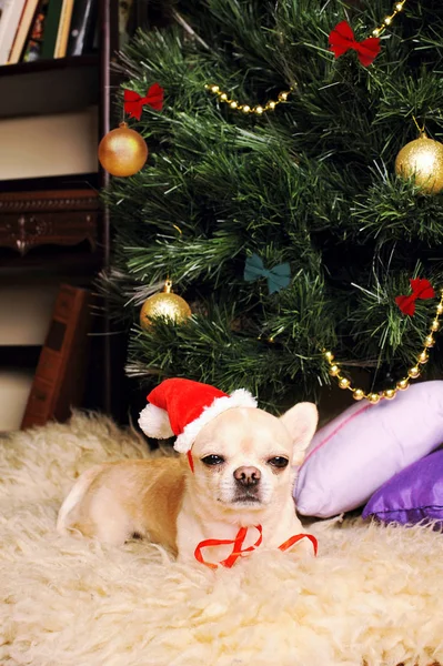 Σκυλί Chihuahua κοιμάται κάτω από το χριστουγεννιάτικο δέντρο, κάρτα νέου έτους — Φωτογραφία Αρχείου