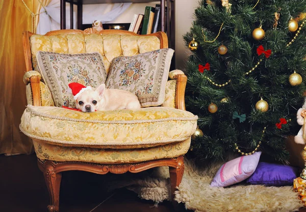 Adorable perro chihuahua con un sombrero rojo en el año nuevo decorar el interior con sillón vintage —  Fotos de Stock