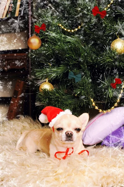 Σκυλί Chihuahua κοιμάται κάτω από το χριστουγεννιάτικο δέντρο, κάρτα νέου έτους — Φωτογραφία Αρχείου