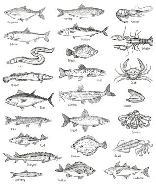 Balık ve deniz ürünleri çizilmiş grafik illüstrasyon el