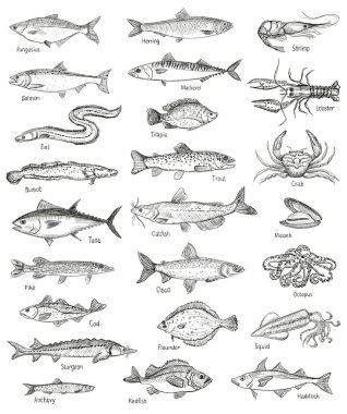 Fish and seafood hand drawn graphic illustration clipart