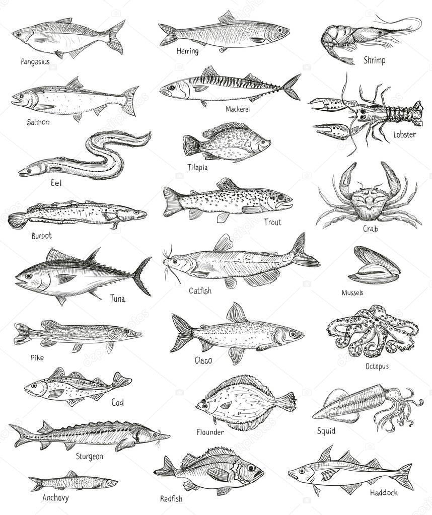 Fish and seafood hand drawn graphic illustration