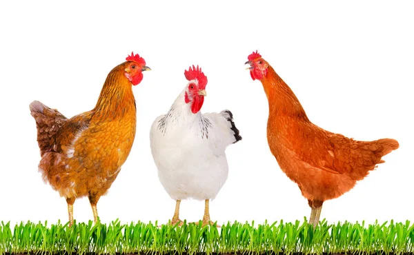 Isolated hens standing on a grass. — Stock Photo, Image