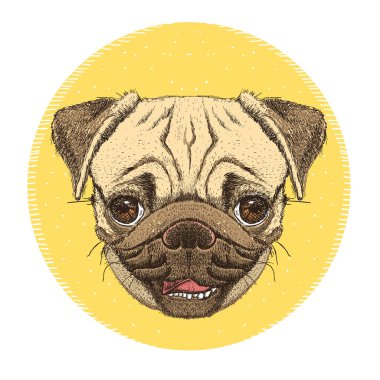 Pug dog portresi amblemi, el çizimi vektör illüstrasyonu ve sevimli köpek suratlı.