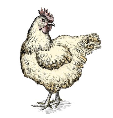 Hen grafik çizim vektör illüstrasyonu