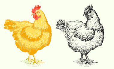 Çizimler tavuk, renkli ve grafik versiyonu ile ayarlandı