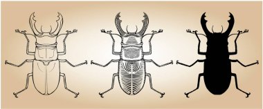 Geyik böceği vektör çizimi - grafik, çizgi ve siluet sürümü