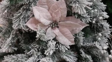 Yeşil ladin dalları ile kaplanmış yeşil çam dalları, stoarfrost. Çam ağacının dallarında kar yatıyor.