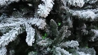 Yeşil ladin dalları ile kaplanmış yeşil çam dalları, stoarfrost. Çam ağacının dallarında kar yatıyor.