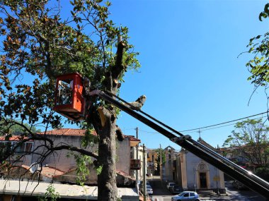 Ağaç budama ve testere ile bir adam tarafından testere ile kesme,