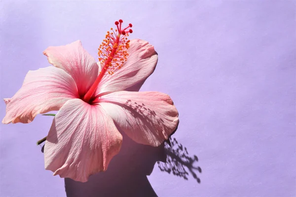Szoros rózsaszín nagy virág hibiszkusz — Stock Fotó