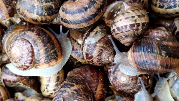 Fresh Live Snails Market Bazaara Lot Fresh Live Snails Display — Stock Video