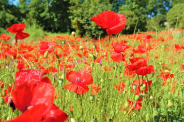 kırmızı haşhaş çiçekleri yeşil alanda yakın 