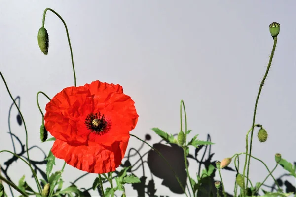 Rode papaver bloem close-up — Stockfoto