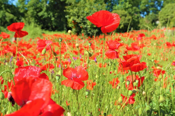 Red Poppies Flowers närbild på Green Field — Stockfoto