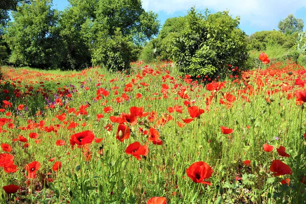 Rode klaprozen bloemen op groen veld achtergrond — Stockfoto