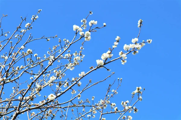Sakura fleurissant sur un fond bleu — Photo