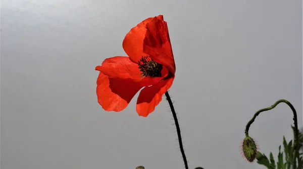 Červený květ máku detail — Stock fotografie