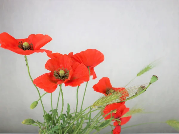 Bouquet de coquelicots rouges sur fond blanc-gris — Photo