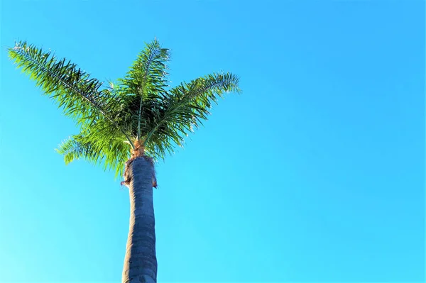 Palm trees against the blue sky. — Stock Photo, Image
