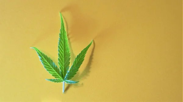 Liść marihuany, marihuana. Jasnozielone liście konopi na żółtym worku — Zdjęcie stockowe