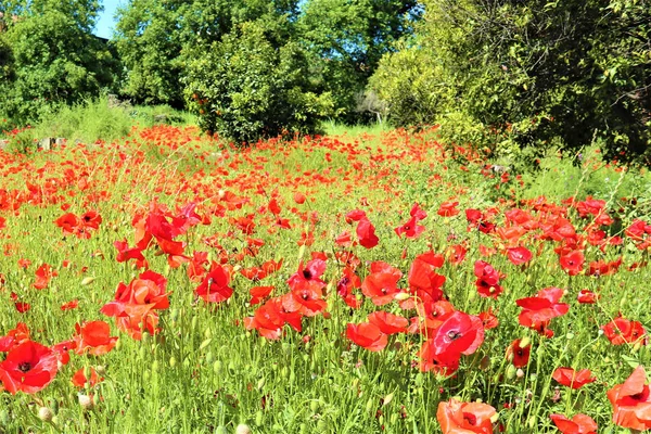 Flores de amapolas rojas sobre fondo de campo verde — Foto de Stock